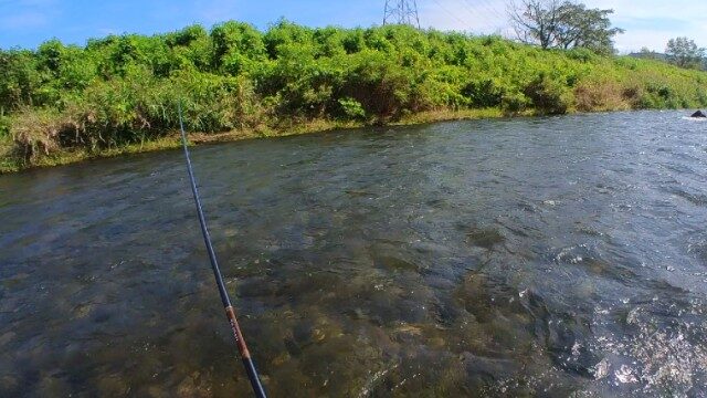 鮎釣りをはじめよう 初心者向けに時期 釣り方 道具 疑問を徹底解説 鮎釣りhack