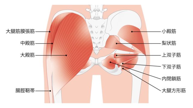 下半身の筋肉のイラスト画像