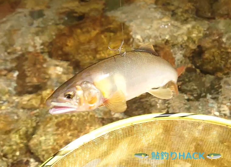 男鹿川で釣れた黄色い良型鮎