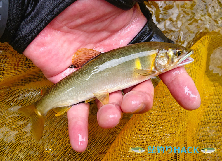 男鹿川で釣れた鮎