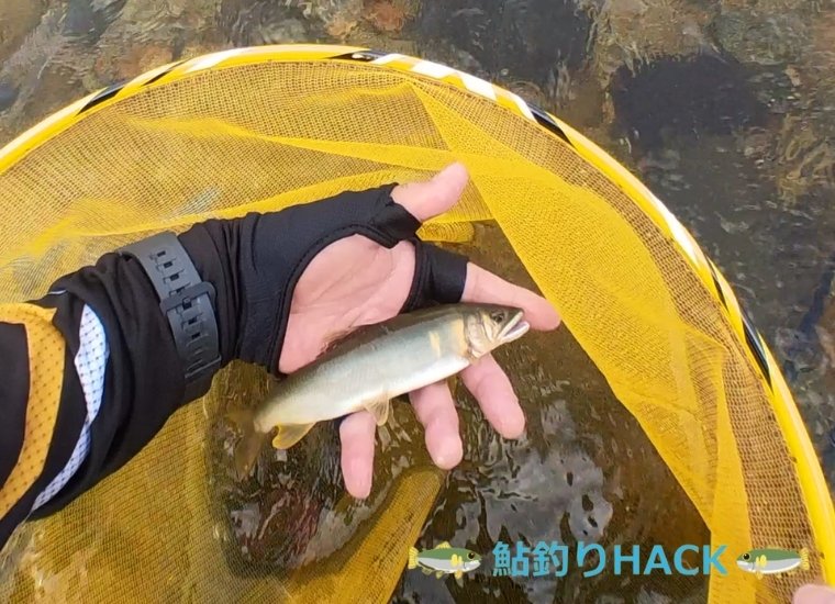 神通川の友釣りで釣れた鮎