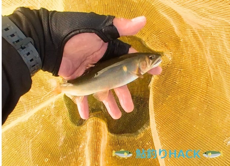 神通川の20cmくらいの鮎